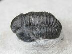 Bargain Gerastos Trilobite Fossil #15403-1